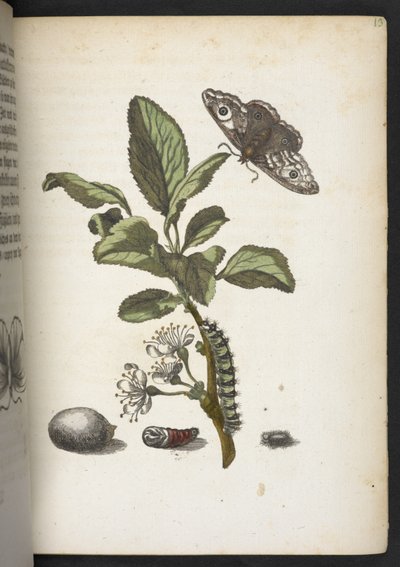 Der Raupen wunderbare Verwandlung und sonderbare Blumen-Nahrung von Maria Sibylla Merian