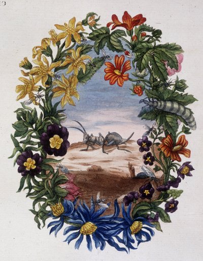 Ameise - von Maria Sibylla Merian von Maria Sibylla Merian