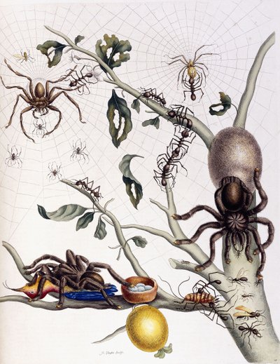 Verschiedene Arachniden aus Südamerika, 1726 von Maria Sibylla Merian