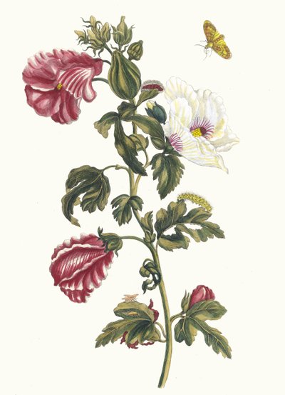 Althea. Aus dem Buch Metamorphosis insectorum Surinamensium, 1705 von Maria Sibylla Merian