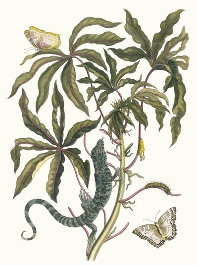 Cassave. Aus dem Buch Metamorphosis insectorum Surinamensium von Maria Sibylla Merian