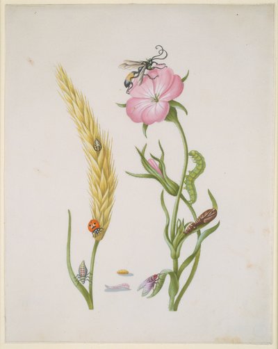 Getreideähre und Kornrade mit Metamorphosen des Fünffleck-Marienkäfers und der Schmeißfliege von Maria Sibylla Merian