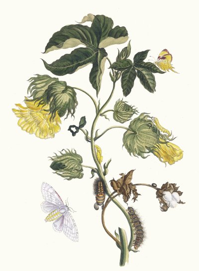 Cotonier. Aus dem Buch Metamorphosis insectorum Surinamensium, 1705 von Maria Sibylla Merian
