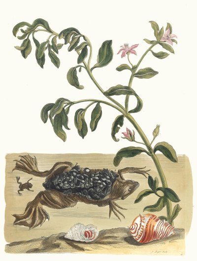 Kresse. Aus dem Buch Metamorphosis insectorum Surinamensium, 1705 von Maria Sibylla Merian