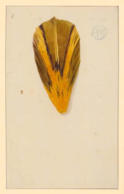 Einzelne Tulpenblätter von Maria Sibylla Merian