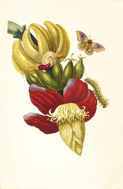Aus dem Buch Metamorphosis insectorum Surinamensium, 1705 von Maria Sibylla Merian