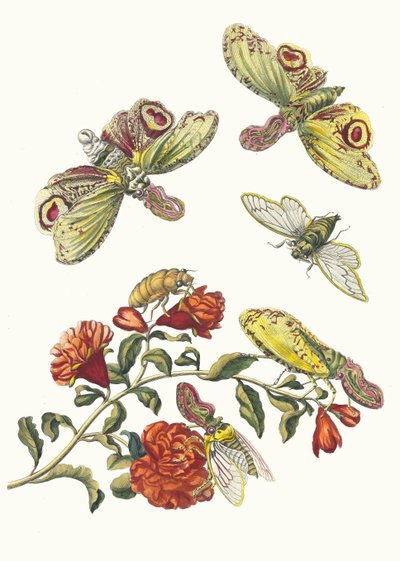 Grenadier. Aus dem Buch Metamorphosis insectorum Surinamensium, 1705 von Maria Sibylla Merian