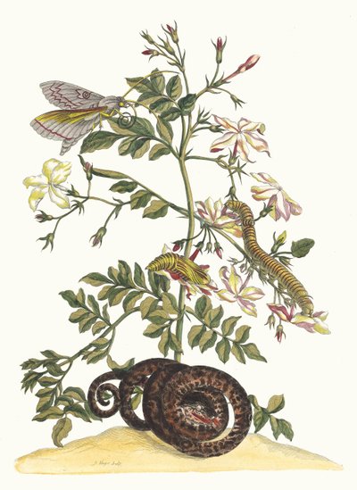 Jasminum grandiflorum. Aus dem Buch Metamorphosis insectorum Surinamensium, 1705 von Maria Sibylla Merian