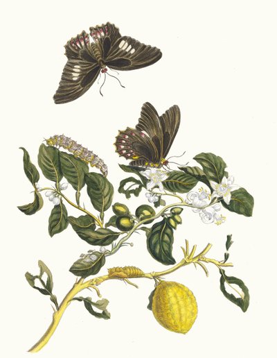 Limonier. Aus dem Buch Metamorphosis insectorum Surinamensium, 1705 von Maria Sibylla Merian