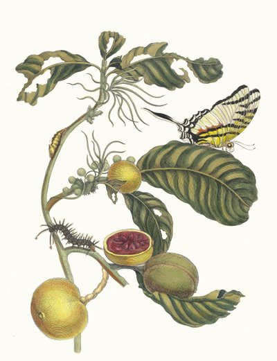 Marmeladendosenbaum. Aus dem Buch Metamorphosis insectorum Surinamensium, 1705 von Maria Sibylla Merian