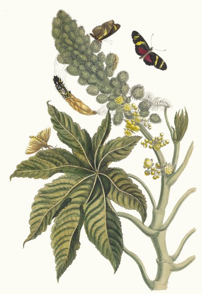 Palma Christi. Aus dem Buch Metamorphosis insectorum Surinamensium, 1705 von Maria Sibylla Merian