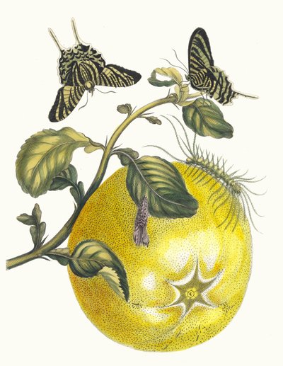 Pompelmous. Aus dem Buch Metamorphosis insectorum Surinamensium, 1705 von Maria Sibylla Merian