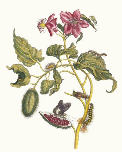 Rocu. Aus dem Buch Metamorphosis insectorum Surinamensium von Maria Sibylla Merian
