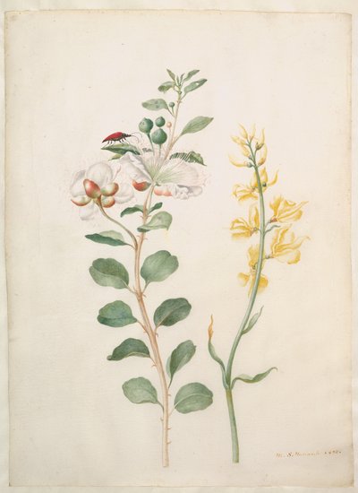 Studie von Kapern, Ginster und einem Käfer von Maria Sibylla Merian