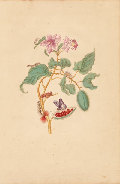 Der Rocu-Baum mit Raupen, Motten und Schmetterlingen von Maria Sibylla Merian