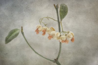 Zarte Pastellblüten von Marie-anne Stas