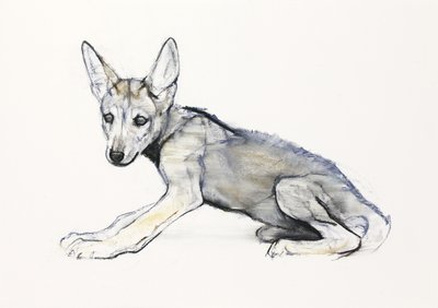 Jugendlicher arabischer Wolfswelpe, 2009 von Mark Adlington
