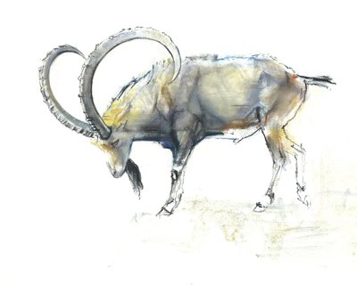 Nubischer Steinbock, 2008 von Mark Adlington