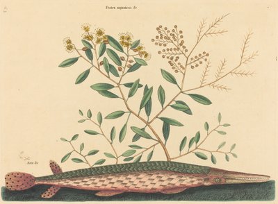 Der Grüne Hecht Esox osseus, veröffentlicht 1731-1743 von Mark Catesby