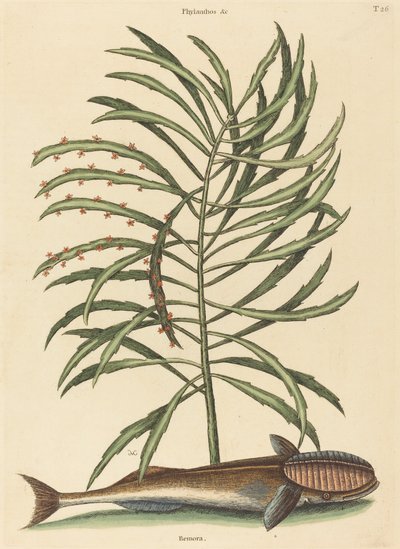 Der Saugnapf (Echeneis naucratis) von Mark Catesby