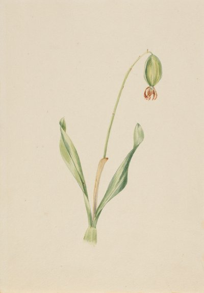 (Ohne Titel) (Pflanzenstudie) von Mary Vaux Walcott