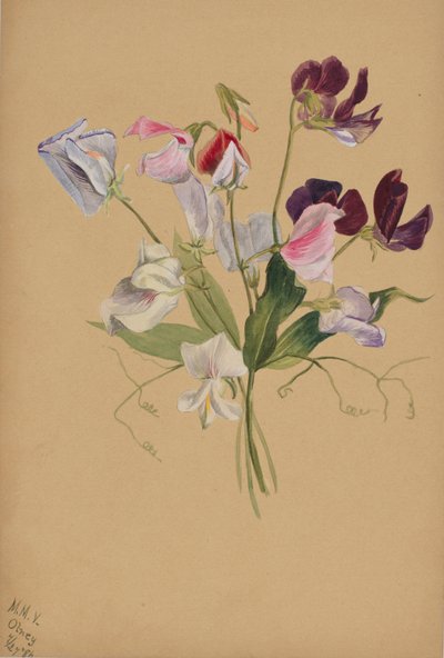 Ohne Titel--Blumenstudie von Mary Vaux Walcott