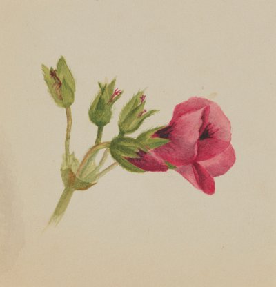 (Ohne Titel - Blumenstudie) von Mary Vaux Walcott