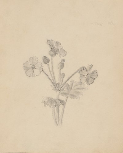 (Ohne Titel--Pflanzenstudie) von Mary Vaux Walcott
