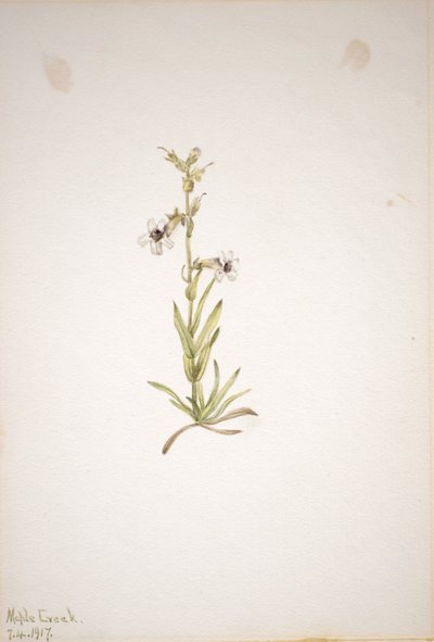 (Ohne Titel--Pflanzenstudie) von Mary Vaux Walcott