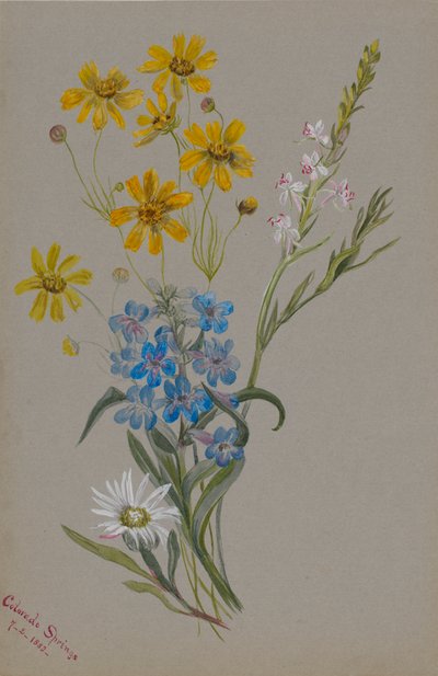 (Ohne Titel, Gruppe von Blumen) von Mary Vaux Walcott