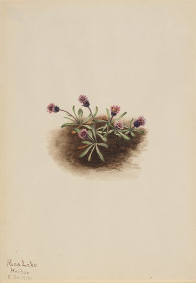 Alpen-Berufkraut (Erigeron unalaschcensis) von Mary Vaux Walcott