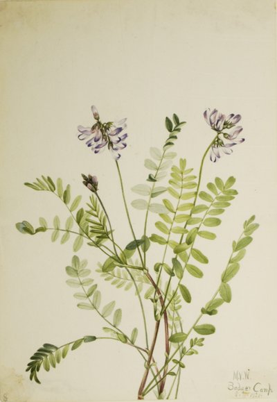 Alpen-Tragant (Astragalus alpinus) von Mary Vaux Walcott