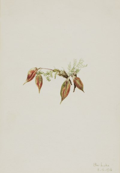 Alpen-Spitzkiel (Oxytropis podocarpa) von Mary Vaux Walcott