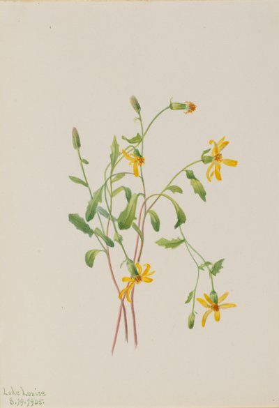 Alpen-Greiskraut (Senecio-Arten) von Mary Vaux Walcott