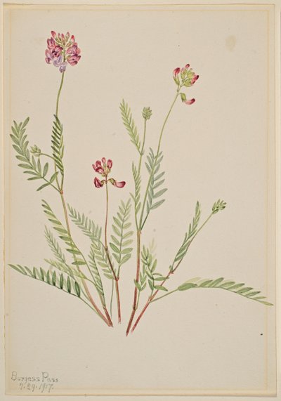 Alpen-Süßklee (Astragalus bourgovii) von Mary Vaux Walcott