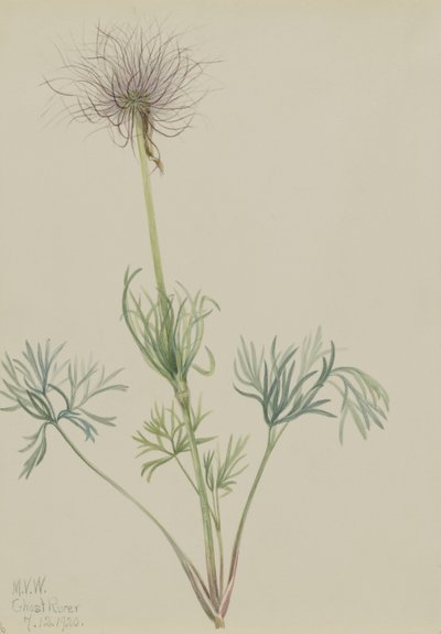 Amerikanische Küchenschelle (Pulsatilla ludoviciana) von Mary Vaux Walcott