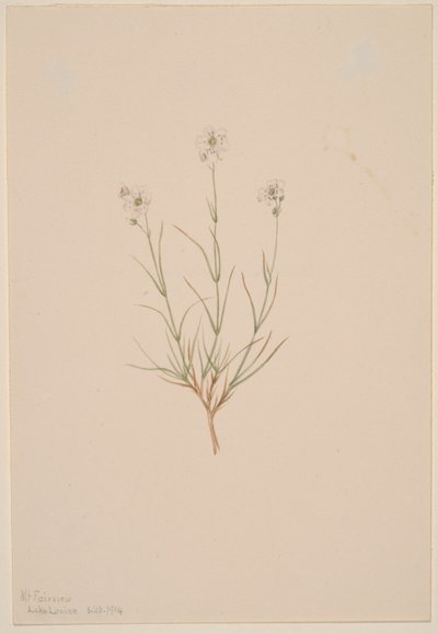 Arenaria formosa von Mary Vaux Walcott