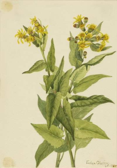 Pfeilblatt-Greiskraut (Senecia triangularis) von Mary Vaux Walcott
