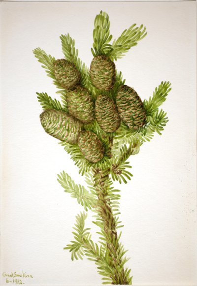 Balsam-Tanne (Albies fraseri) von Mary Vaux Walcott