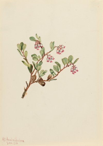 Bärentraube (Arctostaphylos uva-ursi) von Mary Vaux Walcott