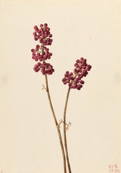 Schönheitsbeere (Callicarpa americana) von Mary Vaux Walcott