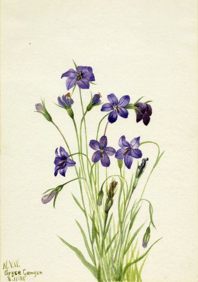 Glockenblume (Campanula) von Mary Vaux Walcott
