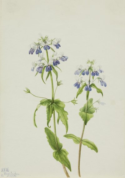 Blauäugige Mary (Collinsia verna) von Mary Vaux Walcott