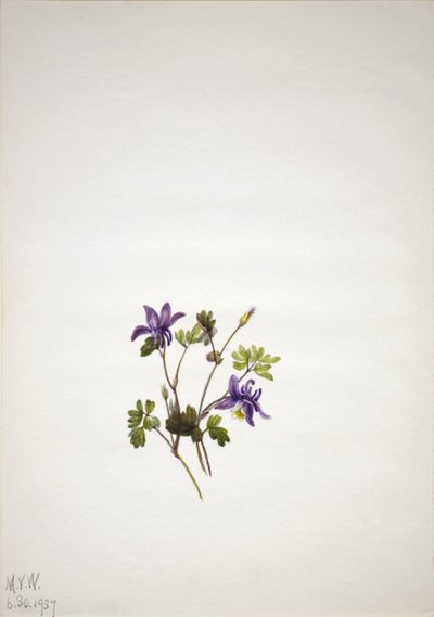 Blaue Akelei (Aquilegia saximontana) von Mary Vaux Walcott