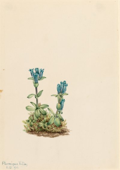 Blaugrüner Enzian (Gentiana glauca) von Mary Vaux Walcott