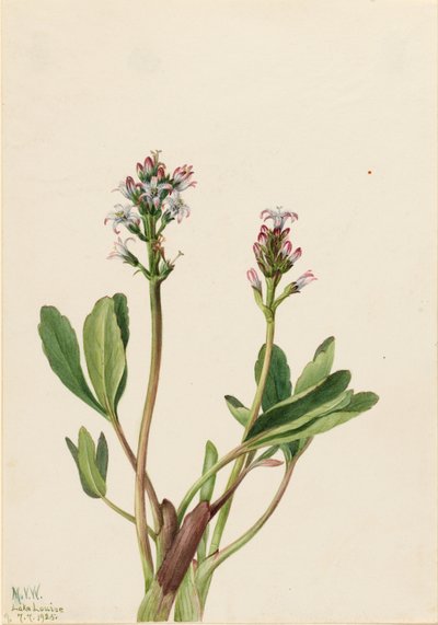 Fieberklee (Menyanthes trifoliata) von Mary Vaux Walcott