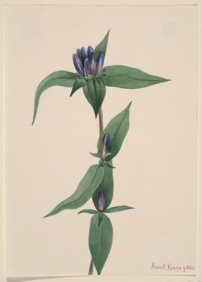 Flaschen-Enzian (Gentiana saponaria) von Mary Vaux Walcott