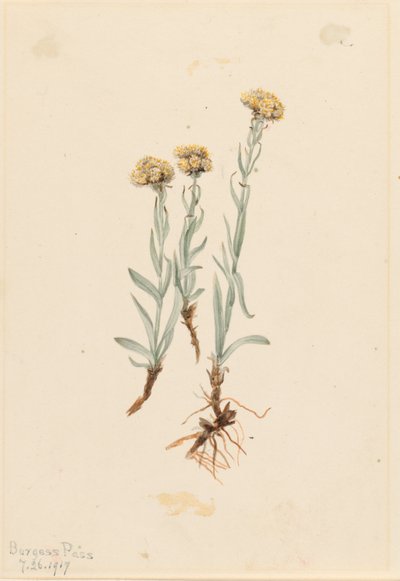 Buff Pussytoes (Antennaria luzuloides) von Mary Vaux Walcott