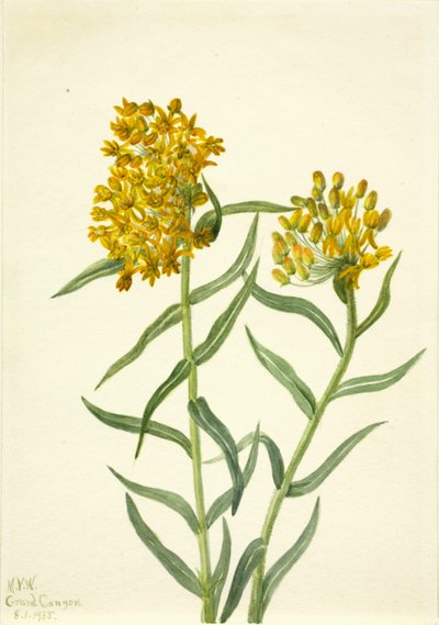 Schmetterlingskraut (Ascelpias tuberosa) von Mary Vaux Walcott