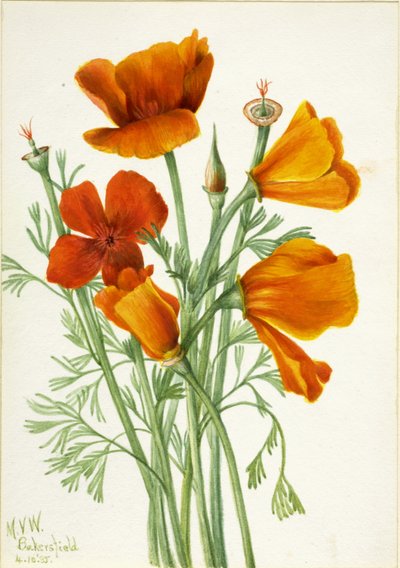 Kalifornischer Mohn (Eschscholtzia californica) von Mary Vaux Walcott